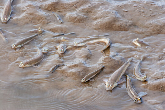 Four-eyed Fish (Anableps anableps) in shallow muddy estuarine waters.