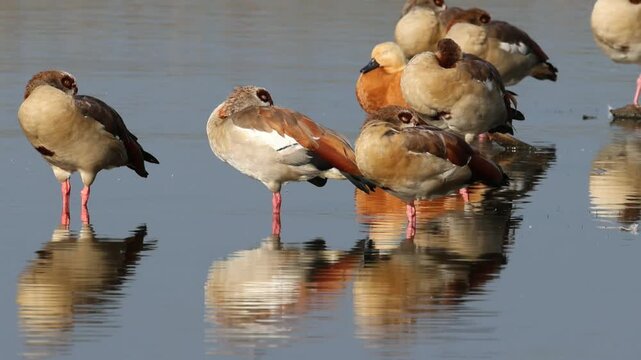 A flock of sleeping Egyptian geese on the lakeshore, many geese and among them a ruddy shelduck, sleeping waterfowl, Egyptian geese, reflection of waterfowl, idyllic landscape, Tadorna ferruginea