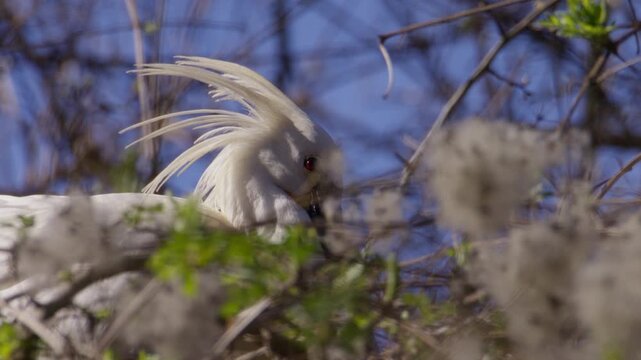 Majestic white crest of Eurasian Spoonbill perched in tree canopy, profile view