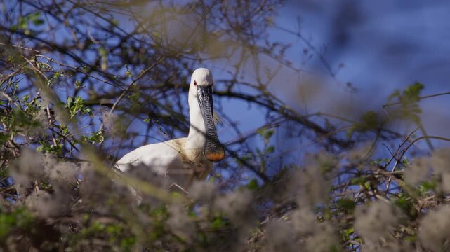 Side view of conspicuous Common Spoonbill with crest and spatula-like bill