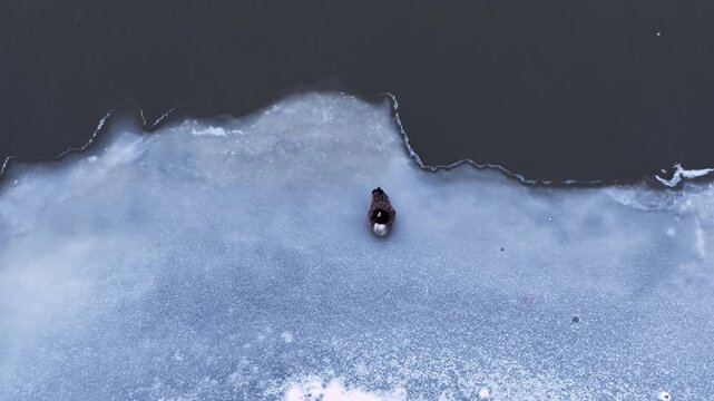 A Canada goose that did not migrate spends the winter alone on midstream river ice, calmly preening in a quiet top-down wildlife scene surrounded by dark open water.