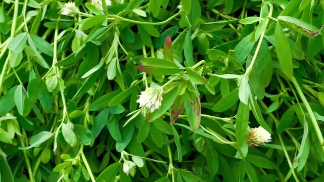 Green Berseem Clover Field with White Flowers in a Rural Village Farm; Close-up of Trifolium Alexandrinum Egyptian Clover Plant Used for Livestock Fodder Growing in Natural Sunlight Outdoors