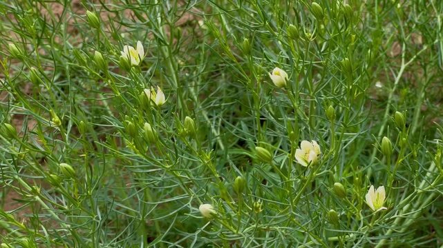 Wild Peganum Harmala Harma Plant with White Flowers in a Rural Village Field; Close-up of Medicinal Wild Rue Herb Growing in Natural Sunlight; Botanical Nature Landscape and Desert Flora Background