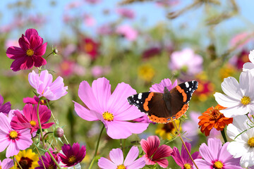 Schmetterling 1550 © K.-U. Häßler