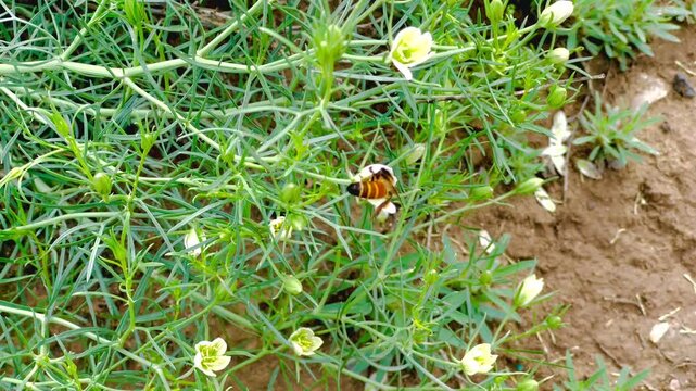 Honey Bee Pollinating White Flowers of Peganum Harmala Wild Rue Plant in a Rural Field; Close-up of Apis Mellifera Gathering Nectar on Harma Medicinal Herb in Natural Sunlight Outdoors; Nature Macro