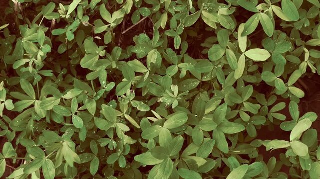 Green Berseem Clover Field with White Flowers in a Rural Village Farm; Close-up of Trifolium Alexandrinum Egyptian Clover Plant Used for Livestock Fodder Growing in Natural Sunlight Outdoors