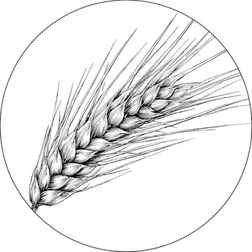 Detailed black and white illustration of a wheat sprig, enclosed within a circular frame