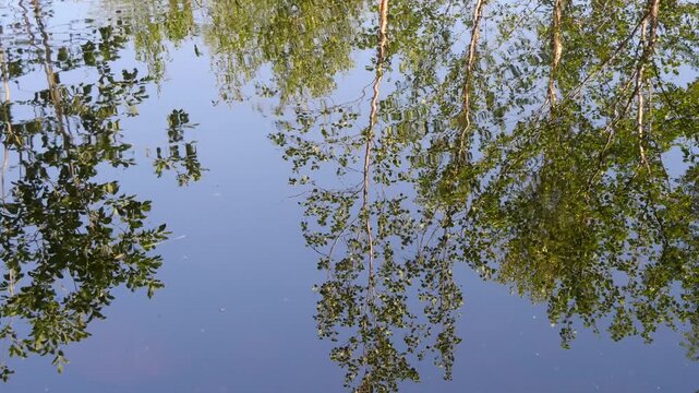 Birch and Rowan trees against a blue cloudless sky are reflected in the clear water on a Sunny summer day.
