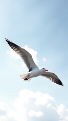Obraz premium A seagull soaring through the sky, wings spread wide