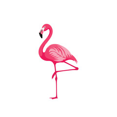 Fototapeta premium A vibrant pink flamingo stands on one leg against a clean white background with a playful and colorful mood.
