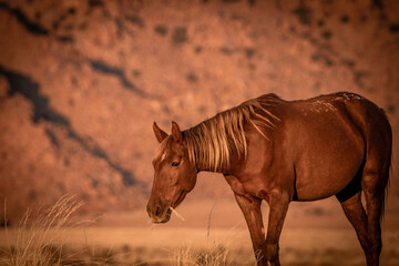Wild desert horse portrait in golden light Klein Aus Vista Namibia © Rebekka