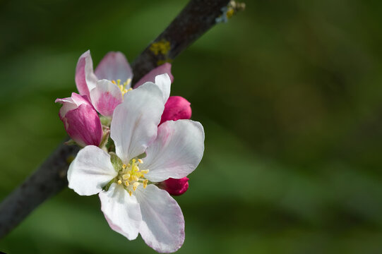 Apfelbl&uuml;te
