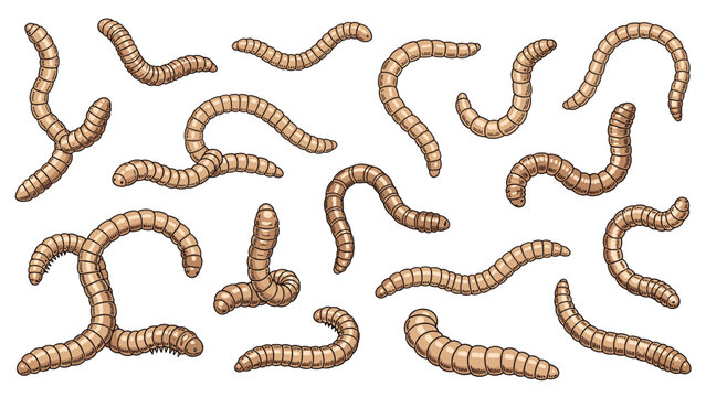 Group of mealworms or larvae depicted in various crawling and curled positions with detailed brown segmented bodies for nature.