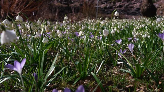 Blooming crocus and snowdrop flowers in close view. Calm spring atmosphere, gentle petals, harmony and natural beauty concept.