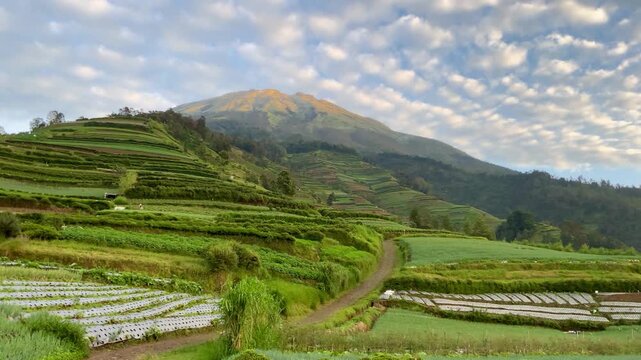 Terraced vegetable farm on Sumbing mountain slope with altocumulus clouds