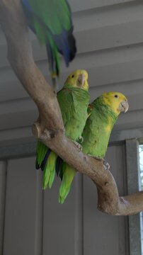 Two parrots perched together, social interaction of tropical birds. Likely Eclectus roratus parrots, showing bonding and communication. 
