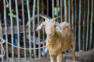 Goat with horns tied in a wooden pen