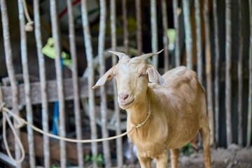Goat with horns tied in a wooden pen