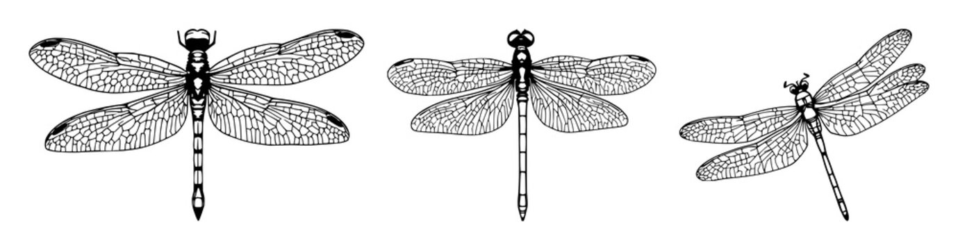 Abstract dragonfly wing venation set with intricate network patterns featuring biological structures, delicate transparency, fine lines with entomological details and natural geometry