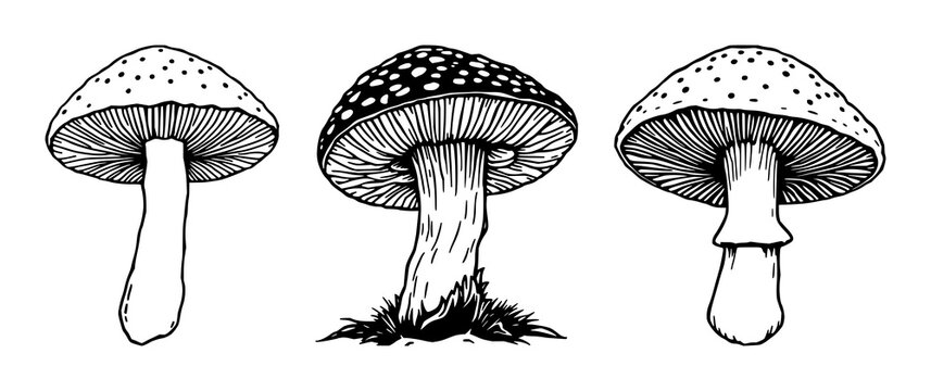 Morel mushroom set with detailed line art drawing featuring fungi, edible, gourmet with nature and food