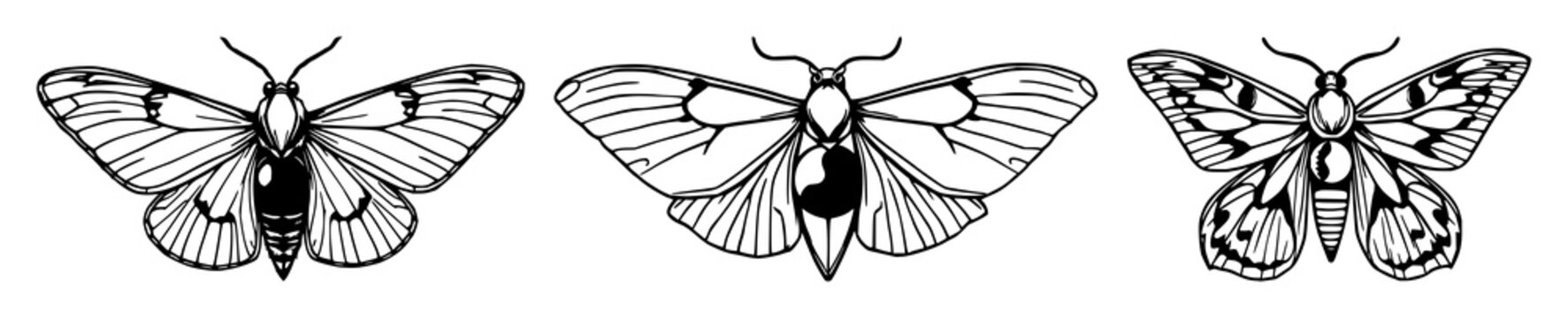 Moth set with detailed geometric moon phase patterns featuring insect, night, ornate with celestial and decorative elements