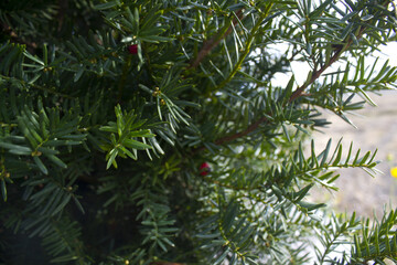 Taxus baccata close up. Green branches of yew tree(Taxus baccata, English yew, European yew). © binimin