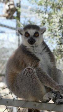 Lemur catta ring tailed lemur sitting sideways on platform. Primate shows natural posture and calm behavior in controlled habitat. Represents exotic madagascar species and zoological observation