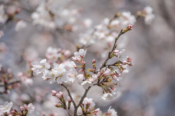 六分咲き程度の桜の枝先のアップ © pacavanu