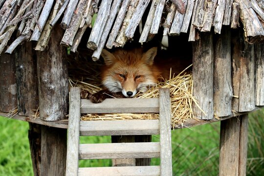 renard