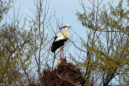 cigogne