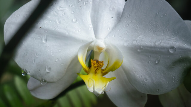 White moth orchid (Phalaenopsis amabilis) with water droplets in macro view