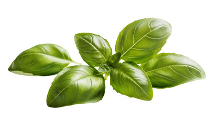 Obraz premium Vibrant fresh basil sprig, displaying glossy green leaves and delicate stems