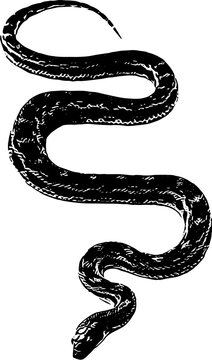 pyton snake vector illustration
