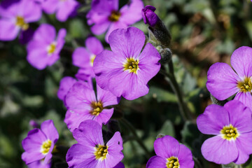 Fototapeta premium Close-up of Vibrant Purple Rock Cress (Aubrieta deltoidea) in Spring Bloom