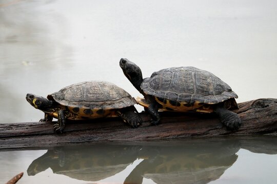 tortue