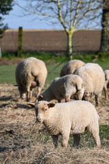 Fototapeta premium mouton elevage laine printemps foin