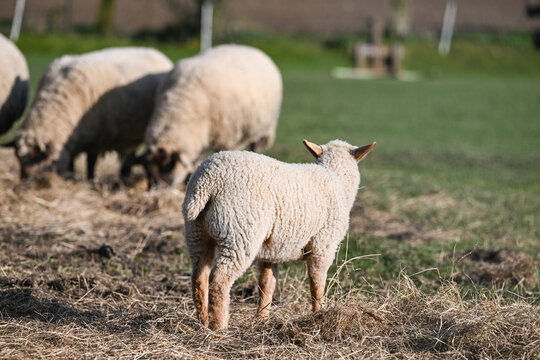mouton elevage laine printemps foin