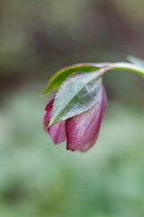 Obraz premium Close-up of Purple Hellebore (Lenten Rose) Blooming in Early Spring Garden