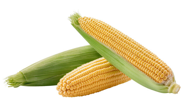 Ripe golden corn on the cob, displaying vibrant kernels and lush green husks