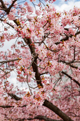 Fototapeta premium 宇都宮城址公園の河津桜（栃木県宇都宮市）