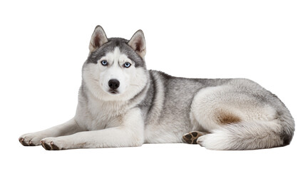 Lying Siberian husky dog, gazing intently with blue eyes © Sindre
