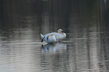 Para łąbędzi niemych na wodzie © birdypl