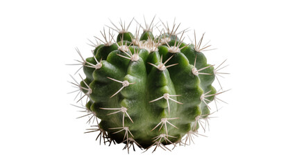 Round green cactus covered in numerous sharp light brown spines, displaying desert flora © Sindre
