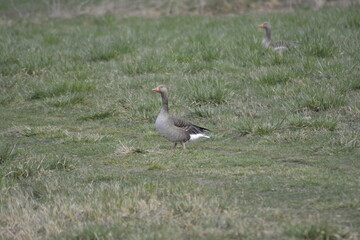 Gęś gęgawa w stadzie © birdypl