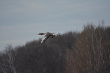 Gęś gęgawa w locie © birdypl