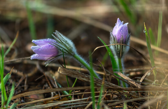 An anemone has bloomed - one of the first spring flowers. Dewdrops glisten on the flowers.