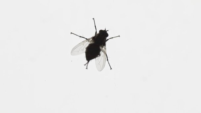 Housefly sits on window glass, revealing fine details of wings and body against soft natural light. Scene highlights everyday nature, stillness, and the delicate structure of a common insect.