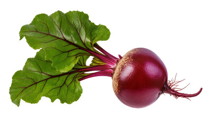 Crimson beet root with vibrant green leaves, displaying earthy textures and root details © Radovan