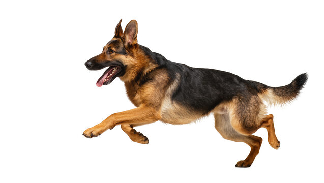 Dynamic German Shepherd leaping forward displaying teeth fur, and intense focus