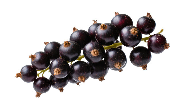Glossy blackcurrant berries clustered on a stem, displaying vibrant purple hues